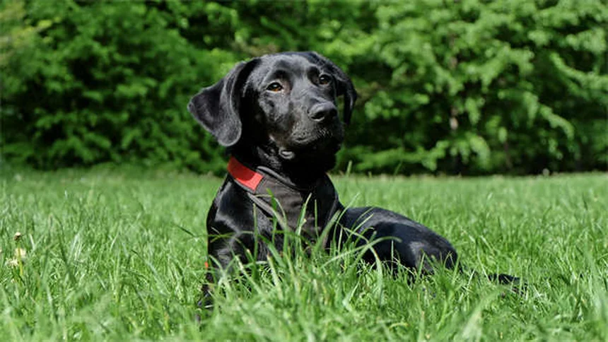 犬の運動のしすぎ？見逃すな危険サイン5つと適切な運動量
