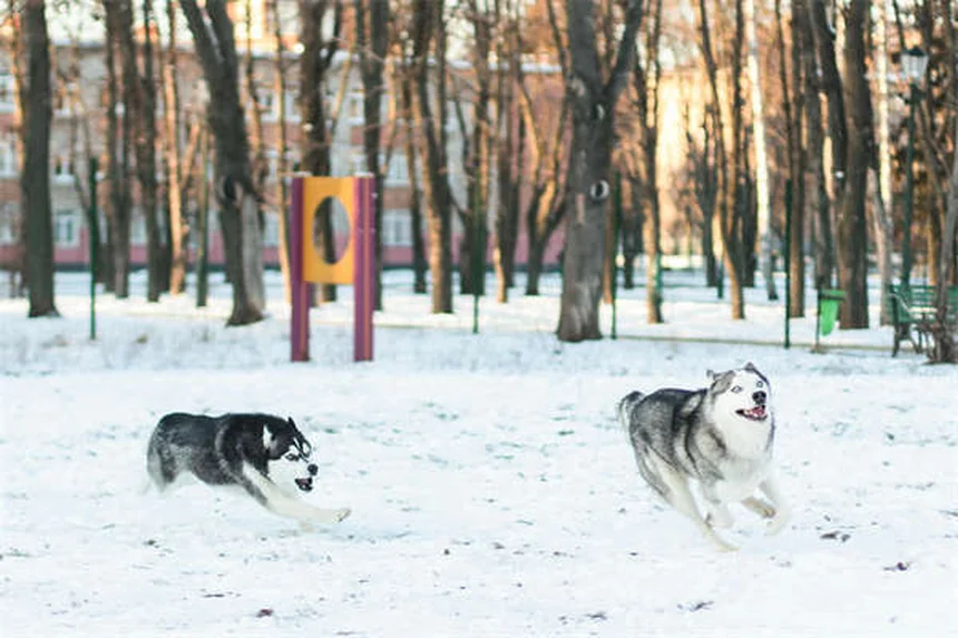 犬の運動のしすぎ？見逃すな危険サイン5つと適切な運動量