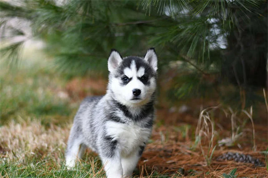 犬のハーネスの正しい選び方と付け方｜サイズ測りから愛犬タイプ別おすすめまで