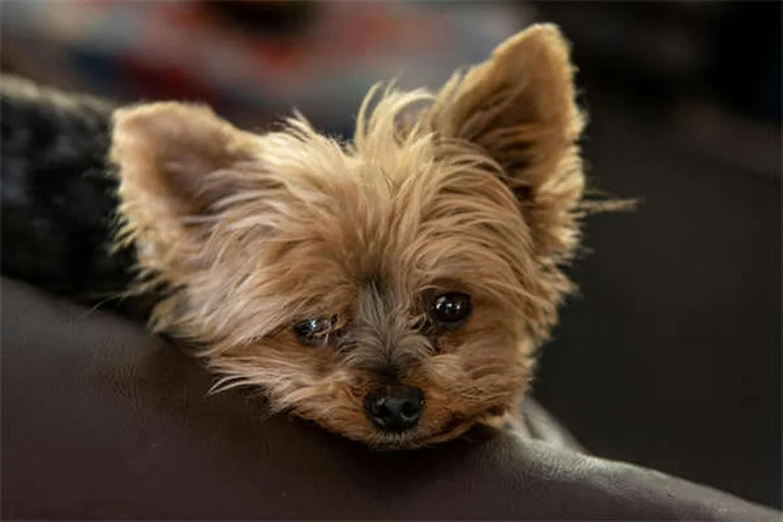 ポナズリルとは？犬猫への効果・副作用・正しい使い方を獣医師が解説
