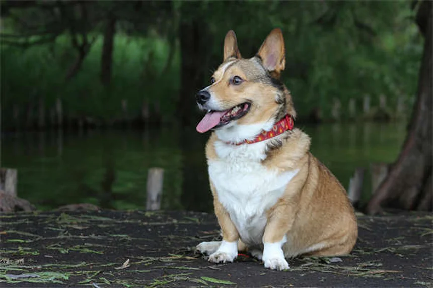 犬のうんちの正しい拾い方：プロが教える効果的な5ステップと必須マナー