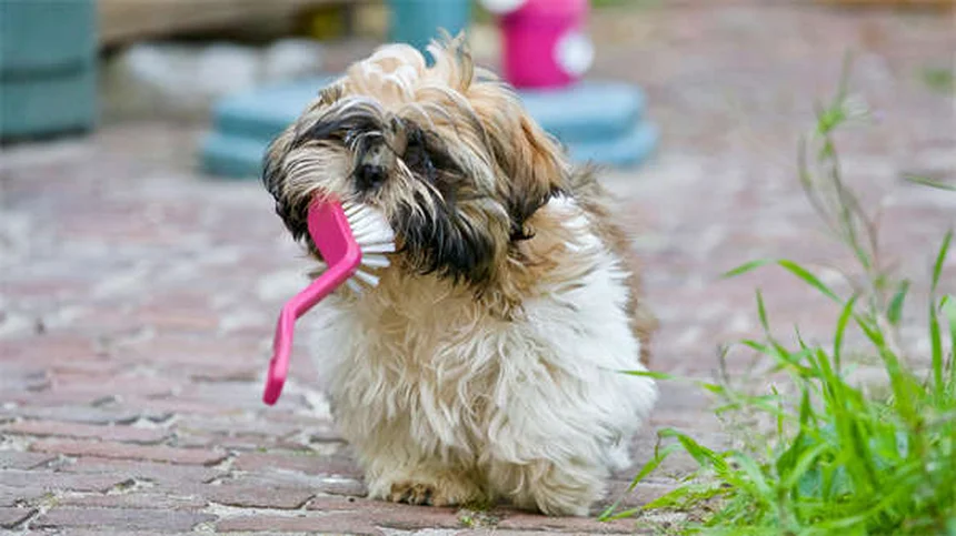 信頼できるブリーダーの見分け方｜子犬・子猫を健康に迎える5つのポイント
