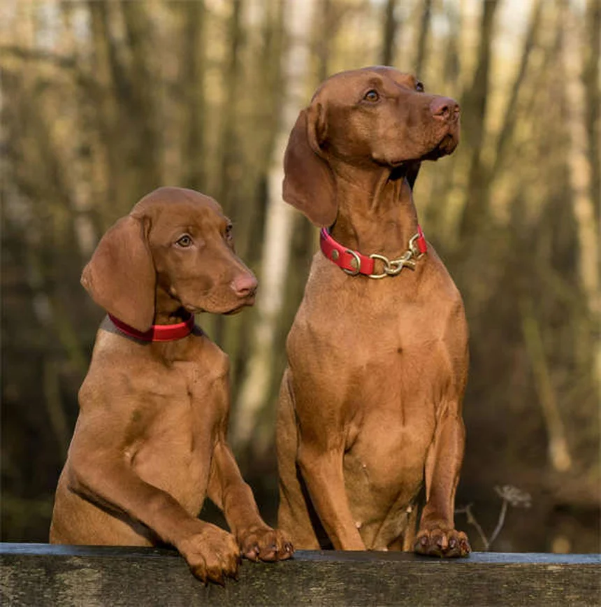 ピットブルと賃貸：差別を乗り越えて愛犬と暮らす7つの方法