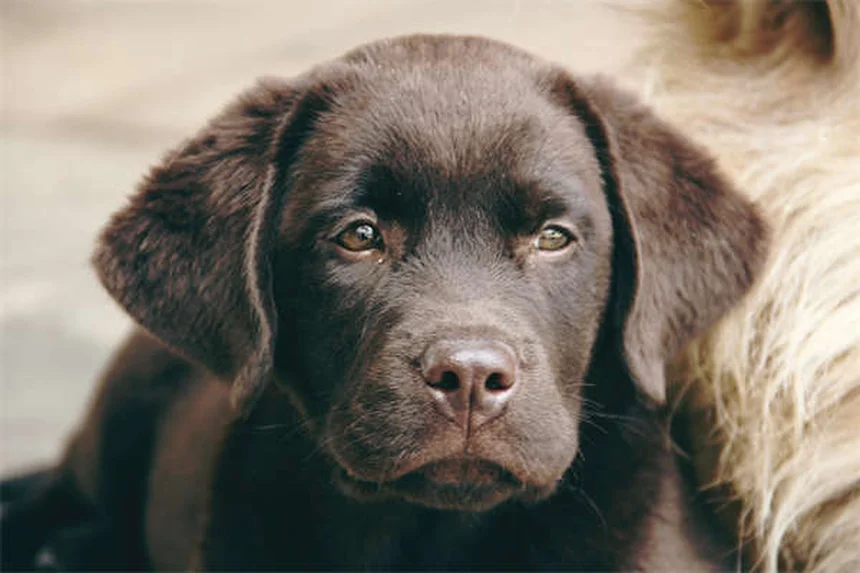 糖尿病の犬の寿命と最期のサイン｜安楽死の判断基準と向き合い方