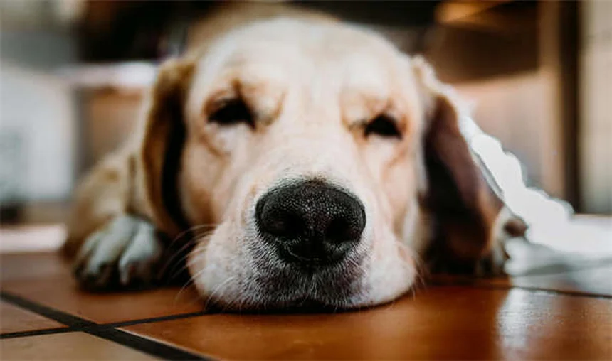 犬にベナドリルを与える前に知るべき7つの真実と正しい用量