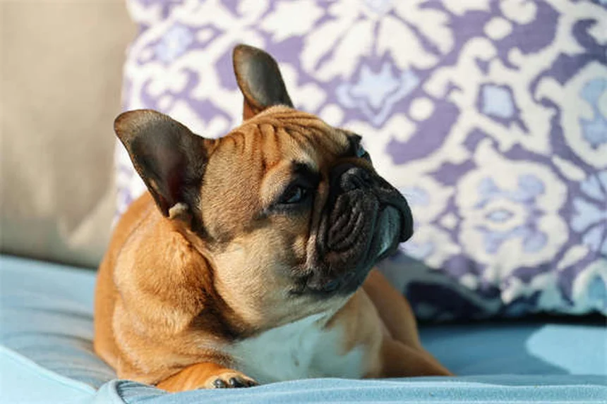 犬は風邪をひくの？症状・予防・対処法を獣医師が解説