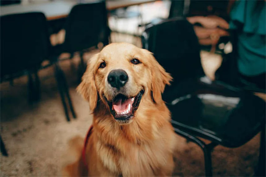 犬の歯が42本ない？埋伏歯と口腔嚢胞の危険性と予防策