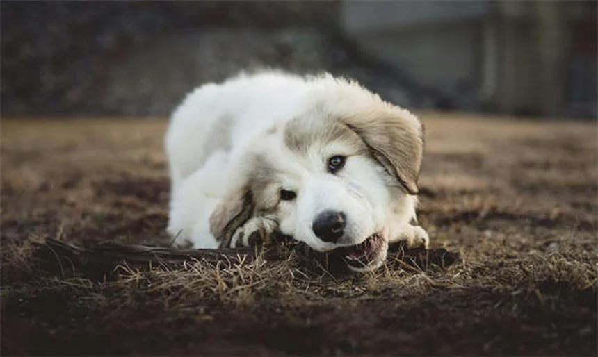 犬がウンチに転がる理由と効果的なやめさせ方【完全ガイド】