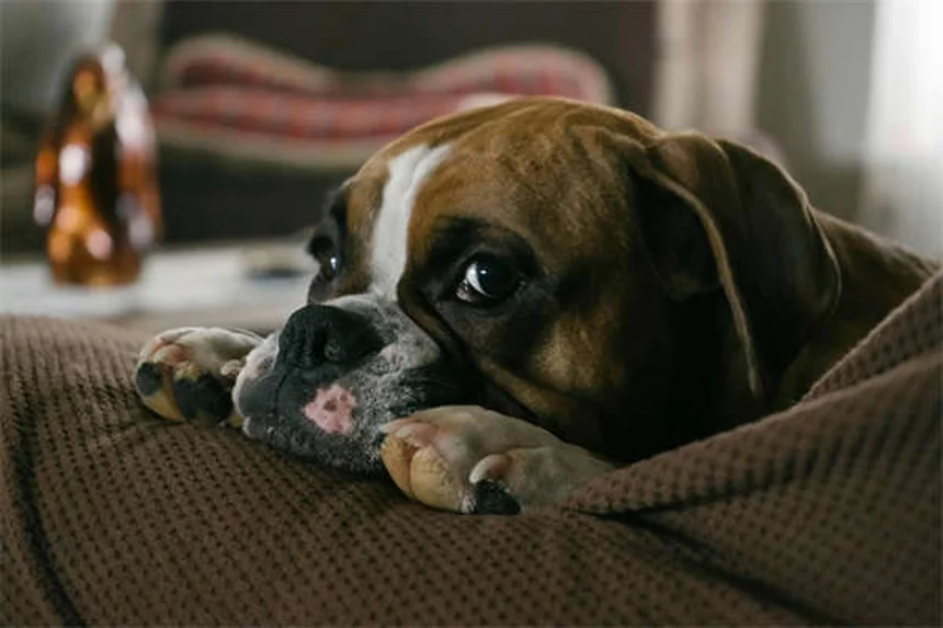犬が尻尾を追いかける5つの理由と今すぐできる対策