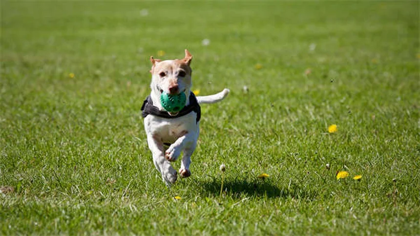 リードリアクティビティの犬とのお散歩：原因と今日から始められる改善トレーニング5ステップ
