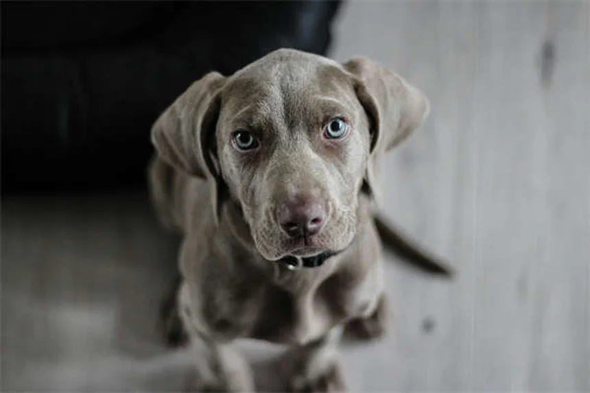 犬の異食症とは？原因と症状、対処法を獣医師が解説