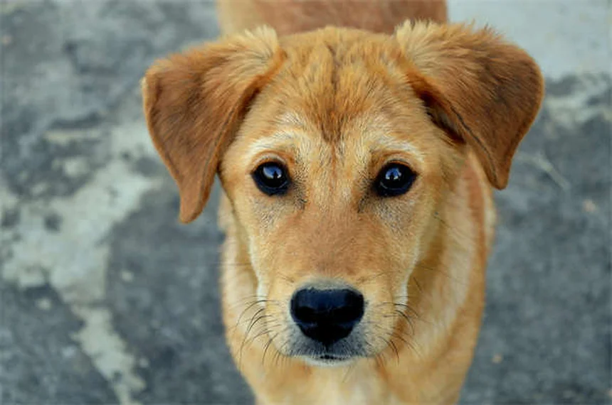 犬猫の抗がん剤「メルファラン」：効果・副作用・安全な扱い方の完全ガイド