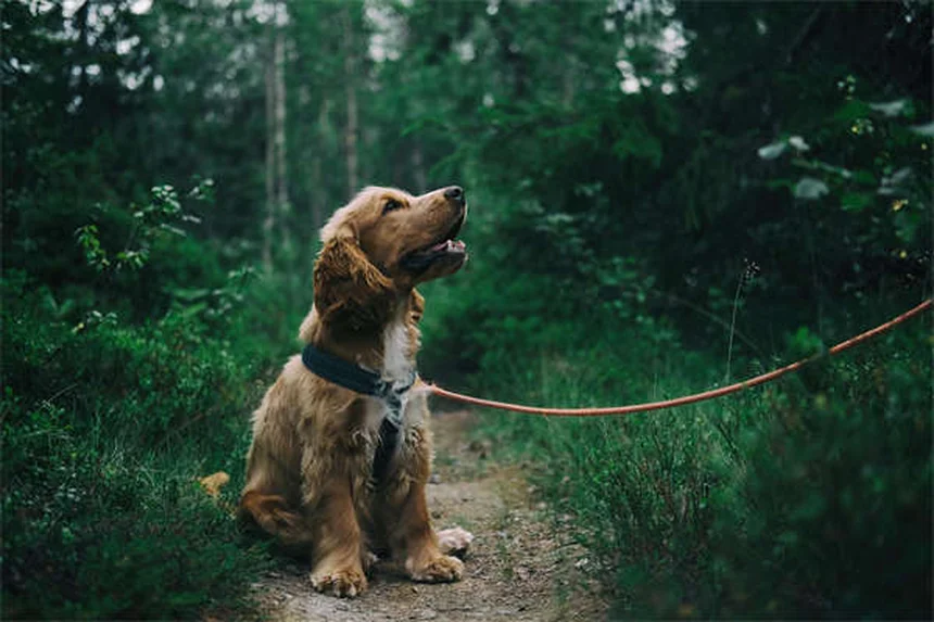 ローナードッグとは？愛犬が孤独を好む理由と幸せな暮らし方