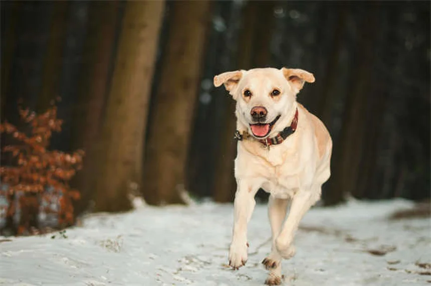 オンダンセトロンとは？犬・猫の吐き気止めを獣医師が徹底解説