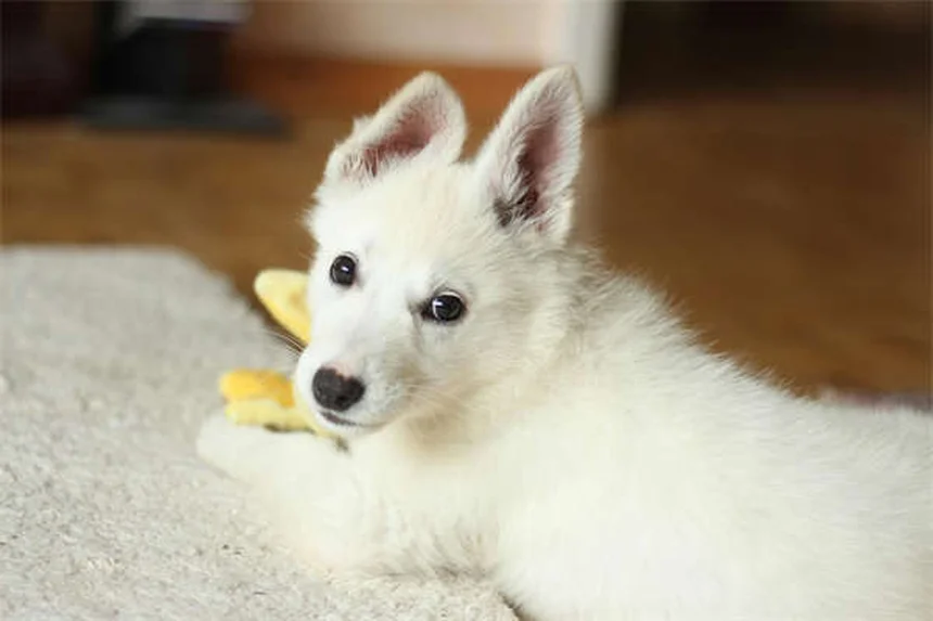 獣医師だけが知る、トレサダームで犬の耳を治療する3つのポイント