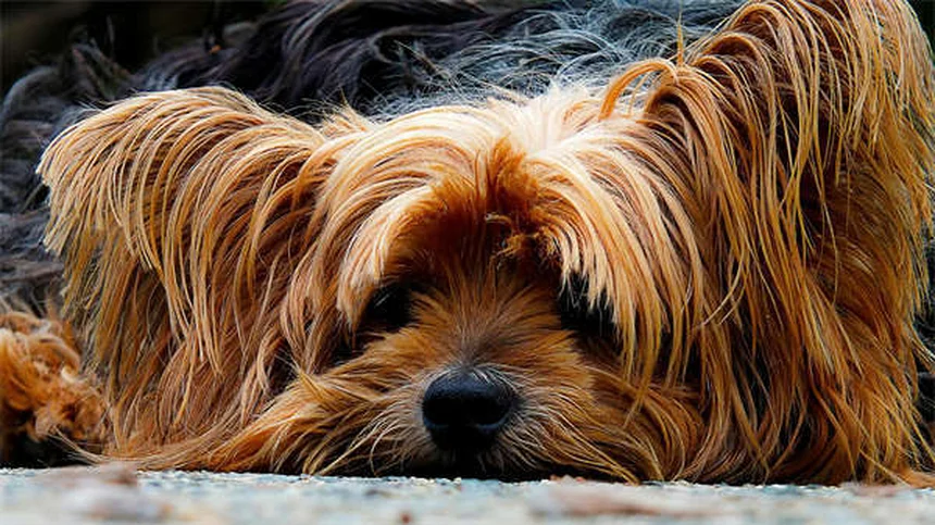 犬がストレッチで迎える理由とは？「アイ・ラブ・ユー・ストレッチ」の本当の意味
