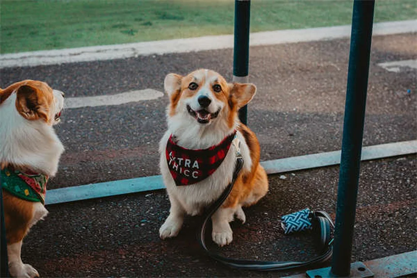 犬が歯をカチカチ鳴らす7つの原因と対処法｜病気のサインかも？
