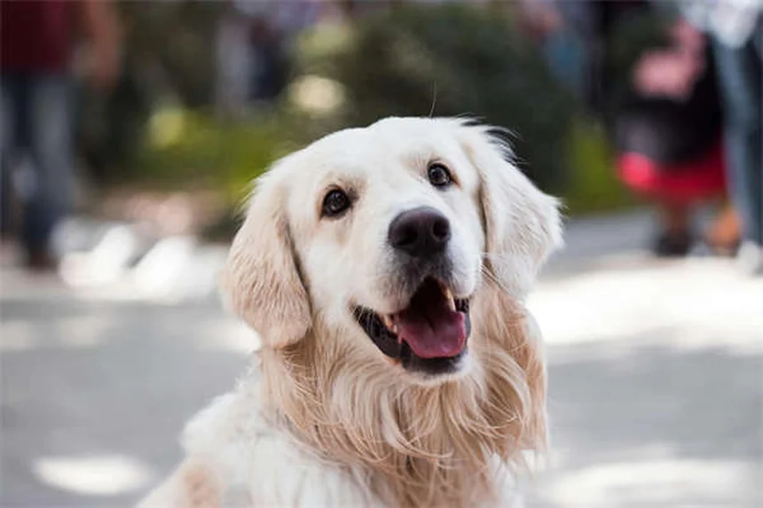 犬猫のフェノバルビタール副作用を徹底比較【獣医師監修】