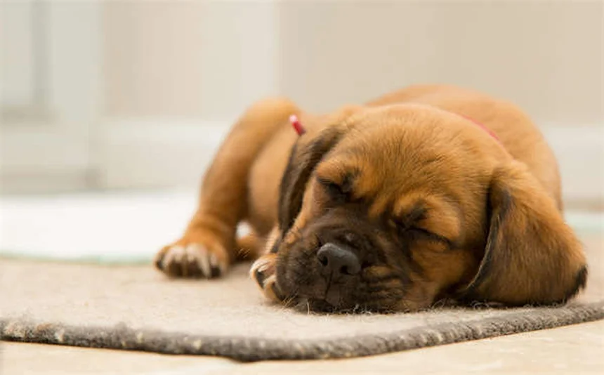 「家ではできるのに外でできない」を解決！犬のおすわりトレーニング完全ガイド
