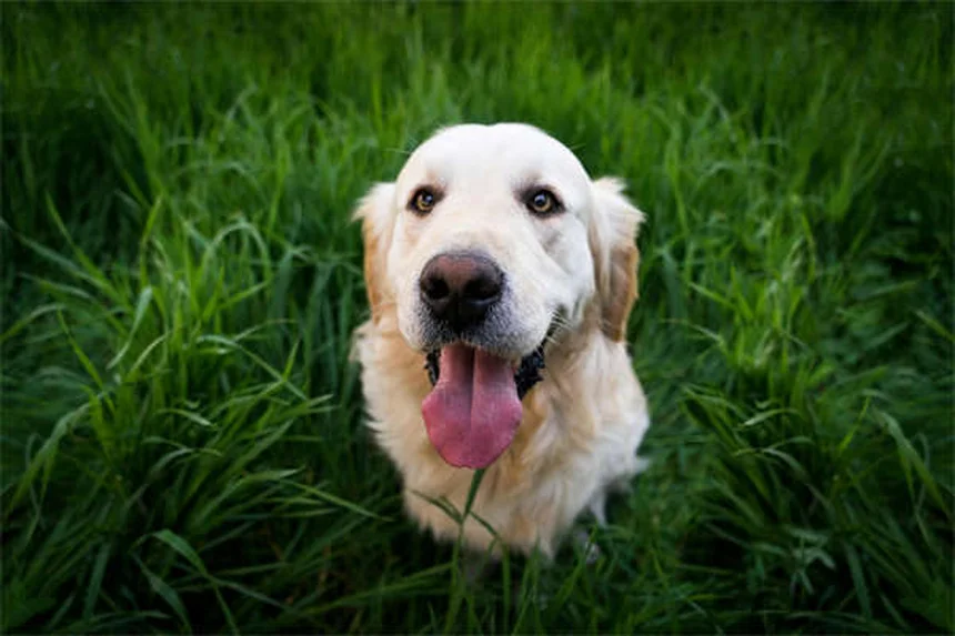 「家ではできるのに外でできない」を解決！犬のおすわりトレーニング完全ガイド