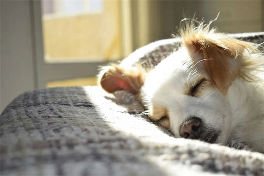 「家ではできるのに外でできない」を解決！犬のおすわりトレーニング完全ガイド
