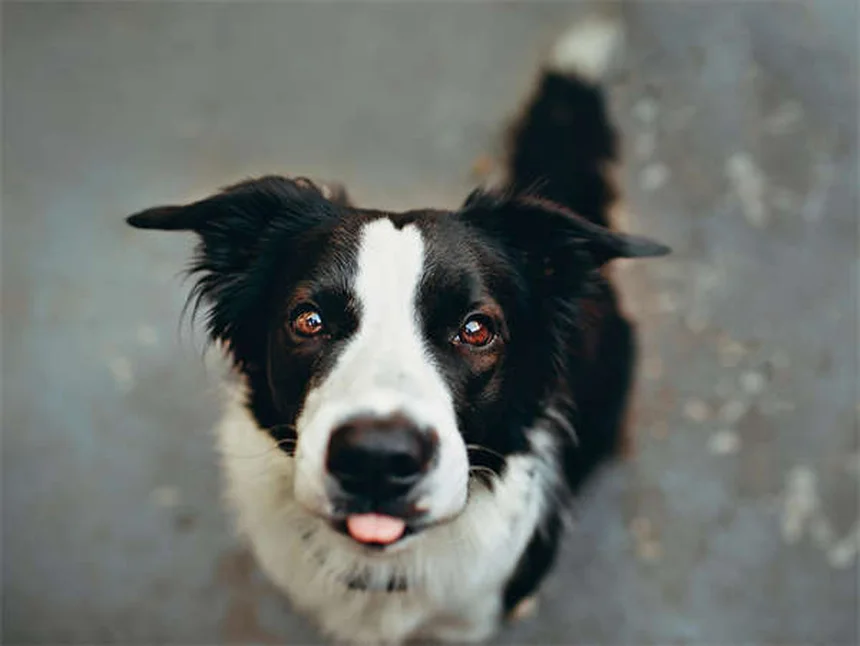 犬の唸りは悪いことじゃない！理由と正しい対処法をチェック