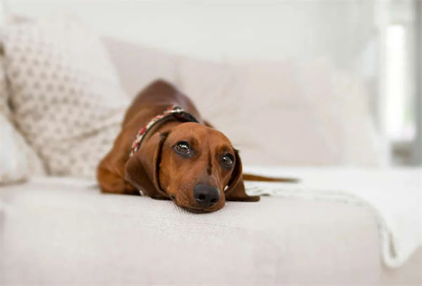 犬の唸りは悪いことじゃない！理由と正しい対処法をチェック