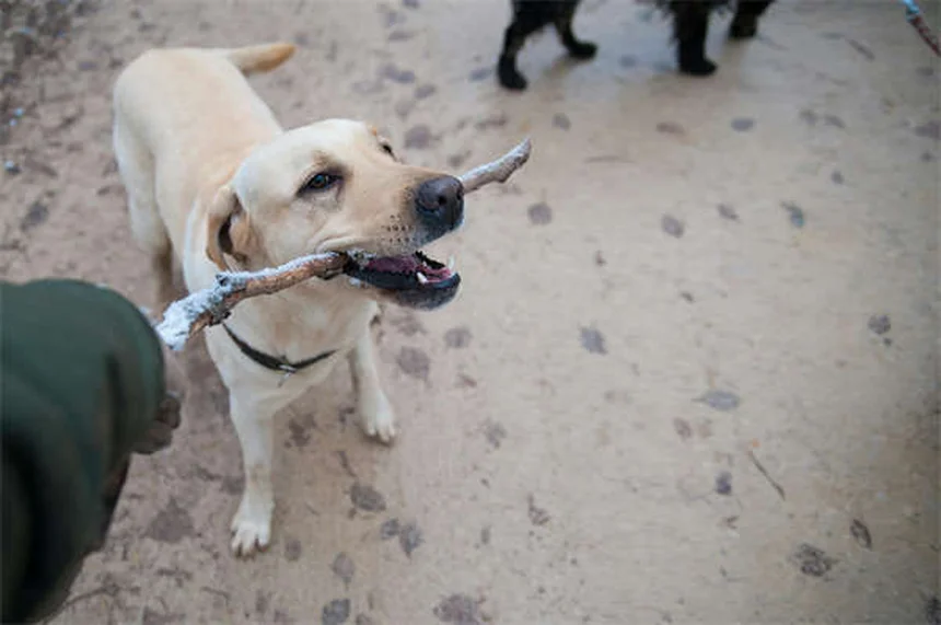 飼い主が知っておくべき！知らない犬との安全な挨拶5つのルール