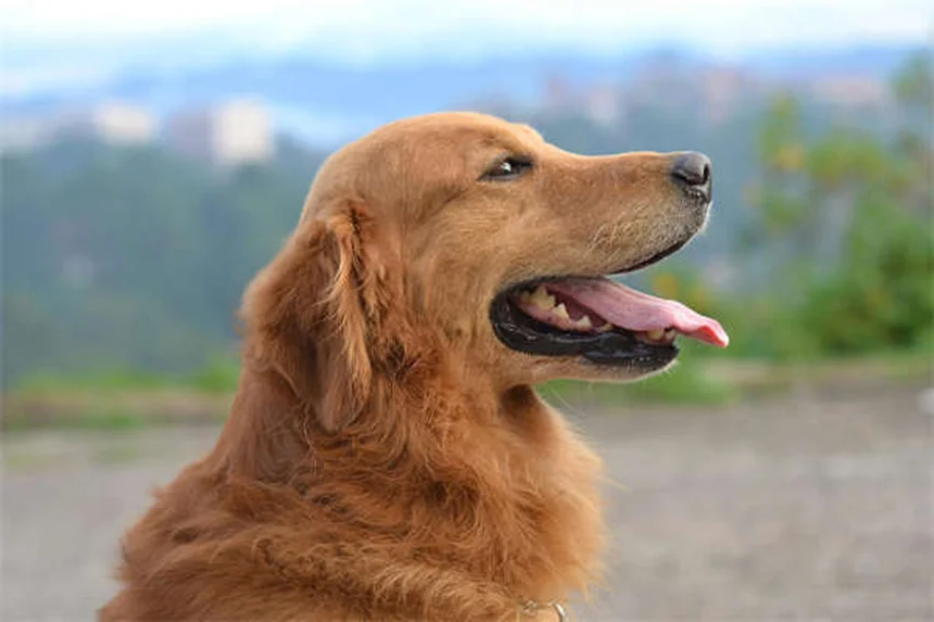 高齢犬の悩み解決！獣医師の見解と実体験