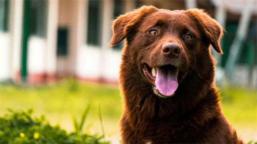 散歩中にリードを引っ張る犬のしつけ方と実践的コツ