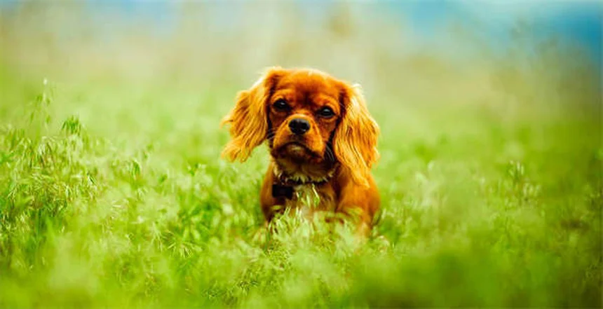 散歩中にリードを引っ張る犬のしつけ方と実践的コツ