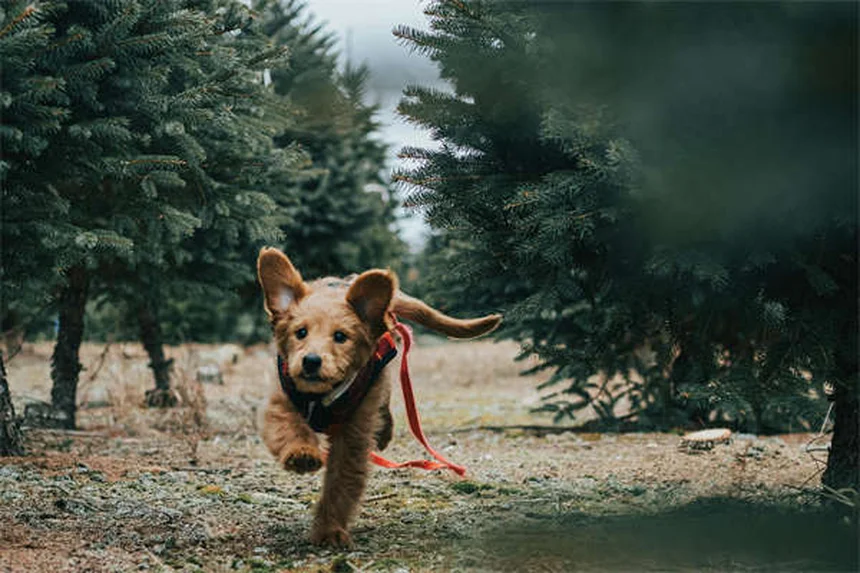 犬と一緒の外食は絶対ダメ？ペット連れ旅行の真実7つ