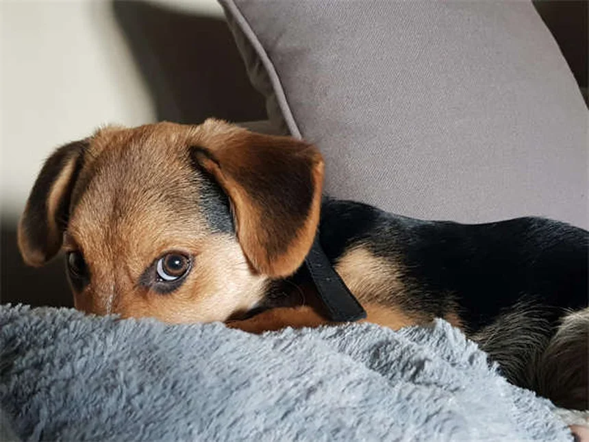 犬の老化対策にNAD+サプリは効果的？実際に使った体験談と注意点