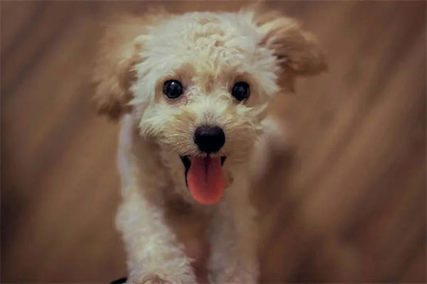 子犬の初夜を乗り切る！経験者が教える7つの対策