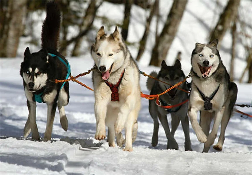 冬の散歩で注意すべき3つの危険と愛犬・愛猫の安全対策