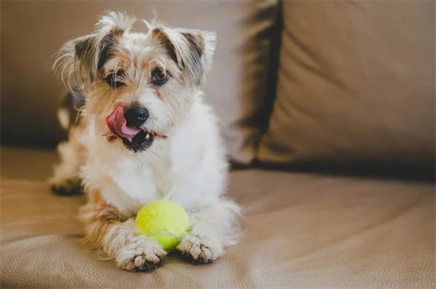ペットのワクチンQ&A：犬と猫の予防接種、副作用、必要回数を獣医師が解説