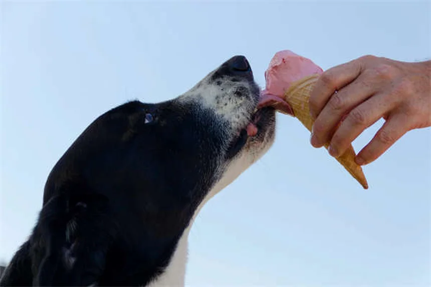 犬がトレーニングを忘れる理由5つと今日からできる解決策
